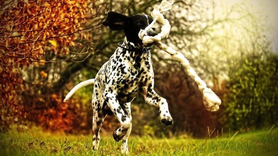 Braque D'Auvergne dog running on grass with a rope toy in its mouth in an autumn outdoor setting.