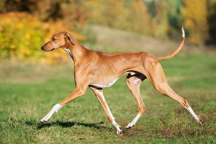Azawakh dog with a slender build and short coat walking on grass with autumn foliage in the background.
