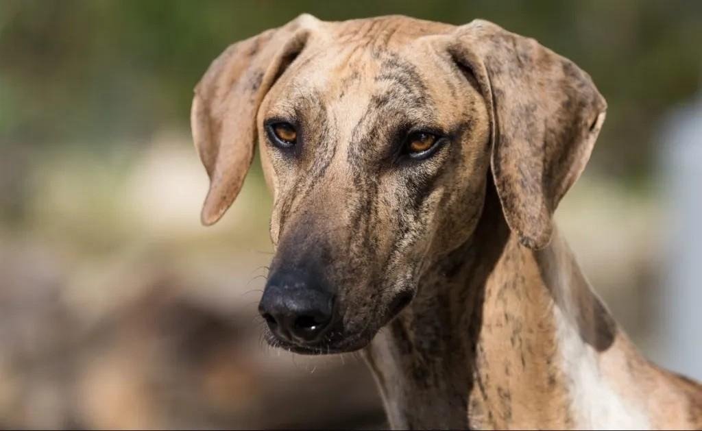 Close-up of a brindle Azawakh dog with a slender face and expressive amber eyes outdoors.