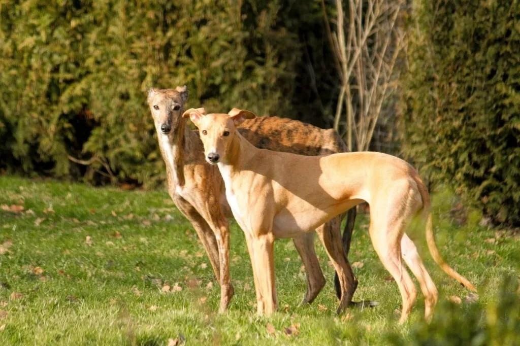 Two slender Azawakh dogs standing on grass with shrubs in the background, showcasing their sleek build and coat colors.