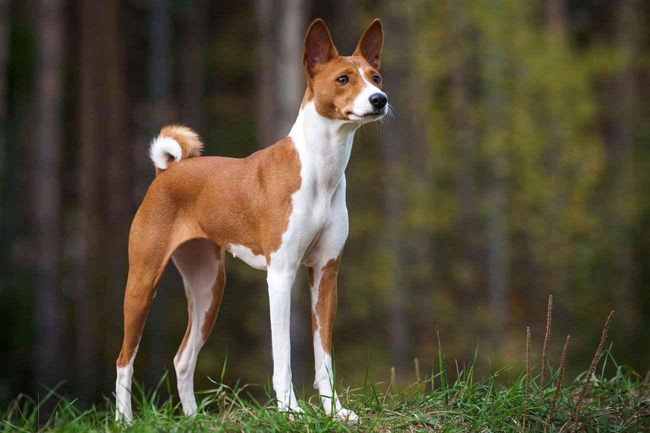 Basenji dog standing on grass with a curled tail and a sleek, short brown and white coat in a forest setting.