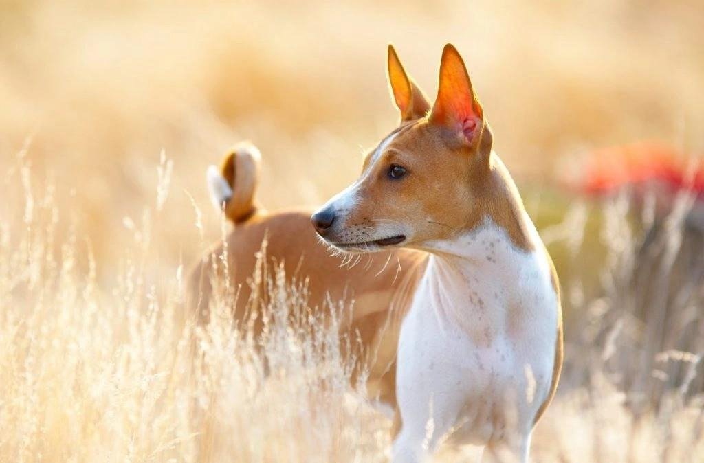 Basenji dog with a curled tail and erect ears standing in a sunlit field of tall dry grass.