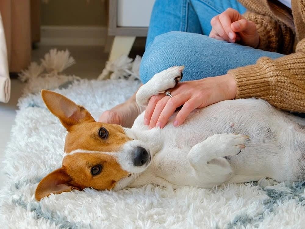 Person gently checking a relaxed dog lying on its back on a fluffy rug indoors.