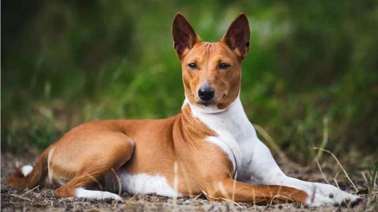 Basenji dog with a sleek coat lying on the ground outdoors surrounded by green foliage.