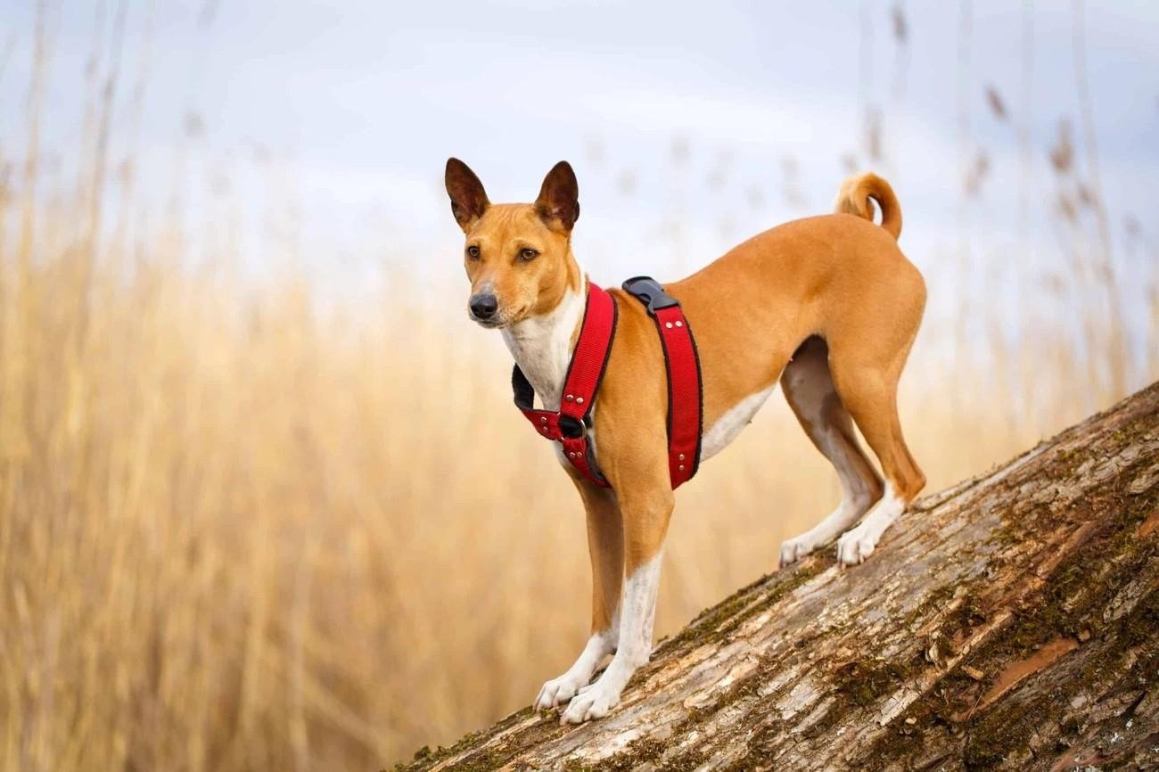 Basenji dog wearing a red harness standing on a sloped tree trunk in an outdoor natural setting.