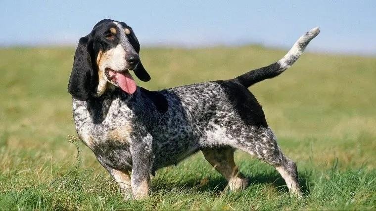 Basset Bleu de Gascogne dog standing on grass with tongue out, showing its blue-speckled coat and long ears.