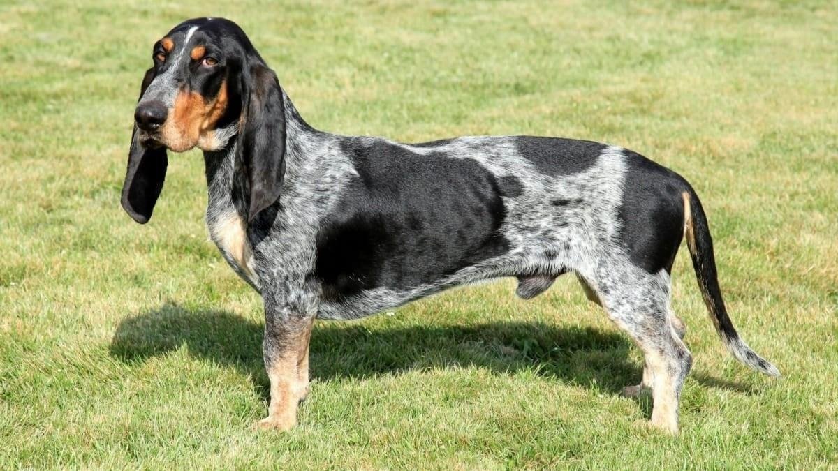 Bleu de Gascogne dog with black, white, and tan coat standing on grass, showcasing breed standard features.
