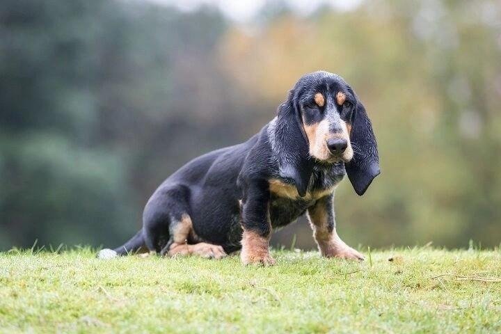 Basset Bleu de Gascogne dog sitting on grass with a blurred forest background.