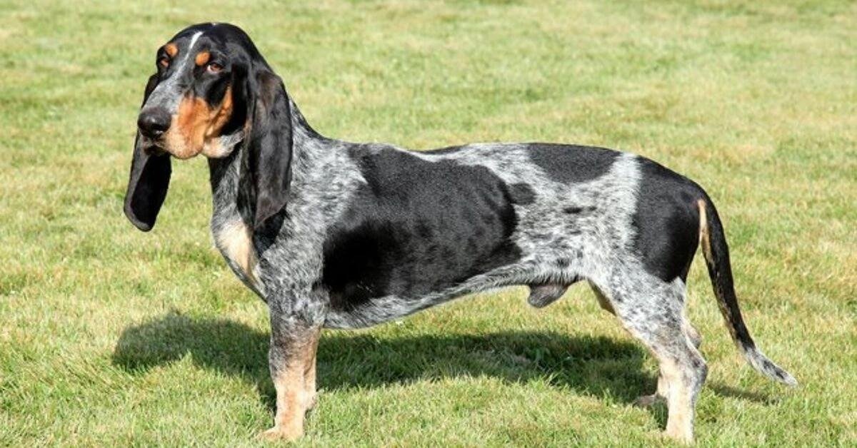 Basset Bleu de Gascogne dog standing on grass, showing its distinctive black and white speckled coat and long ears.