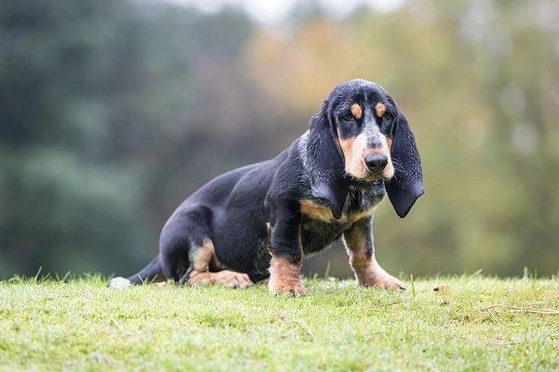 Basset Bleu Gascogne dog with long ears and short legs standing on grass outdoors.