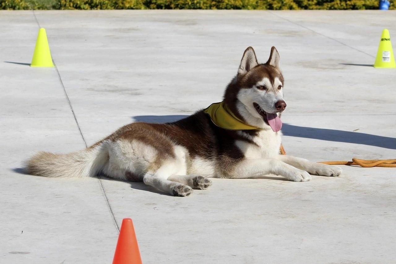 Siberian Husky lying calmly on concrete near training cones, wearing a yellow bandana and leash.