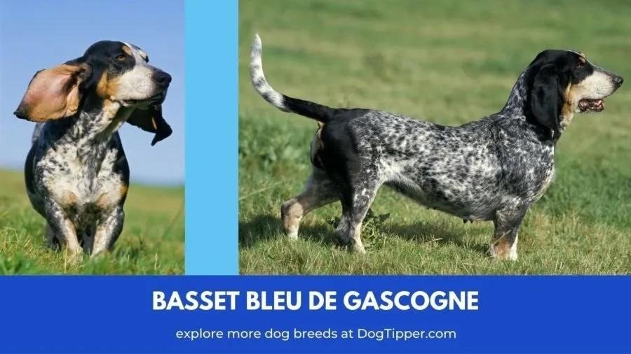 Two images of a Basset Bleu de Gascogne dog, a short-legged, blue-speckled hound with long ears and a black and white coat.