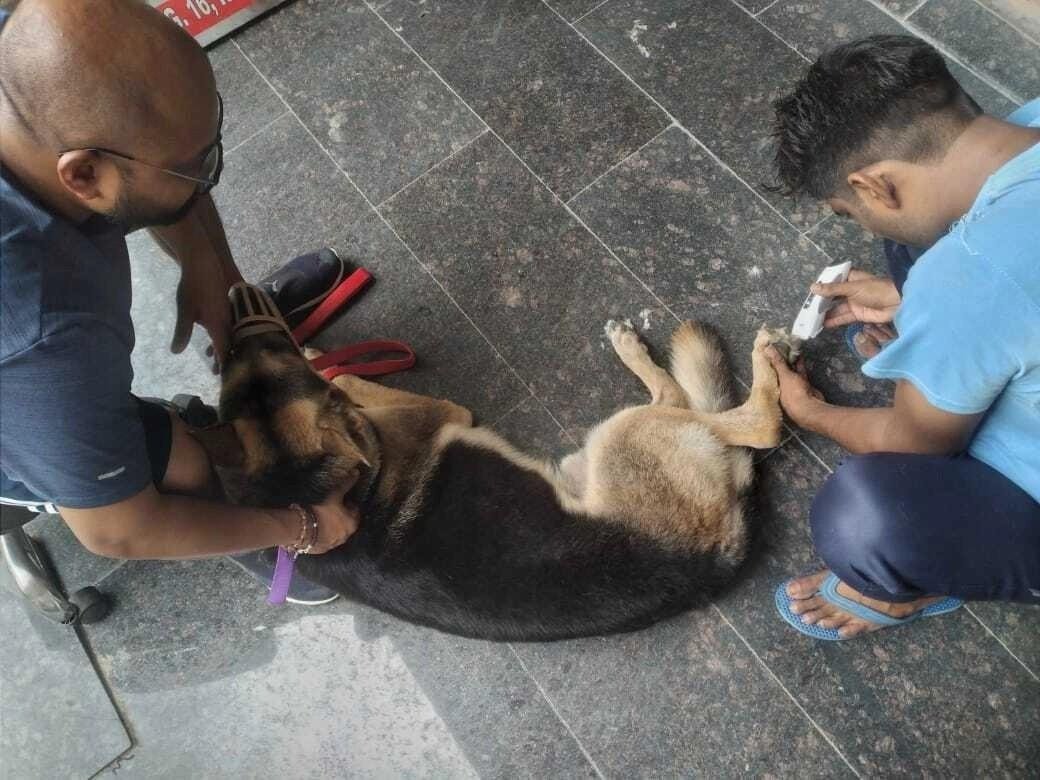 Two men grooming a German Shepherd dog indoors, with one trimming the dog's nails and the other holding the dog calm.
