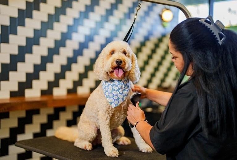 A groomer brushing a happy dog wearing a blue floral bandana on a grooming table in front of a zigzag patterned wall.