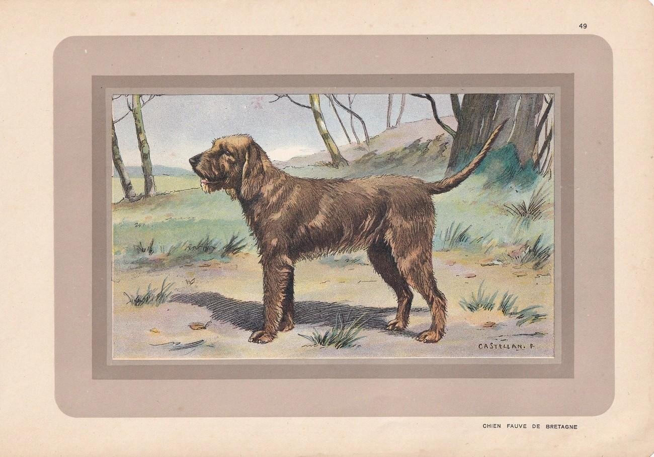 1931 antique print of a Basset Fauve de Bretagne hunting dog standing in a forested outdoor scene.