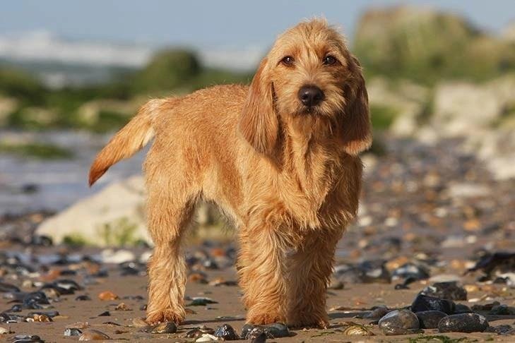 Basset Fauve de Bretagne dog running joyfully on a rocky beach with the sea and sky in the background.