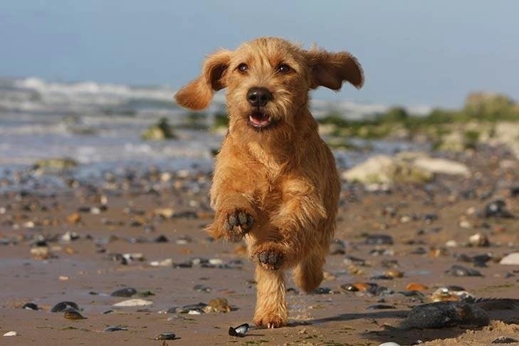 Close-up of a Basset Fauve de Bretagne dog showing its rough, reddish-brown fur and floppy ears against a white background.