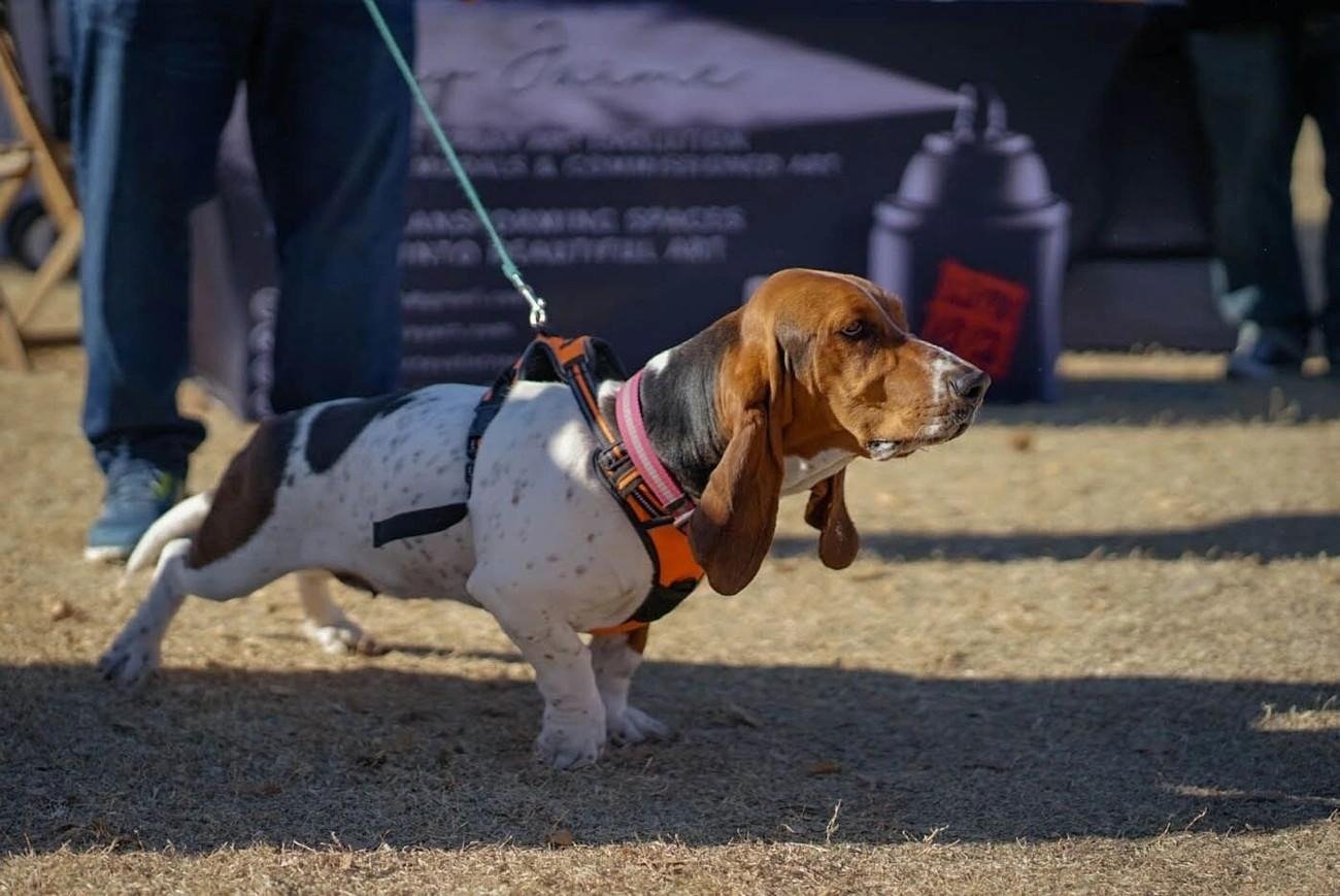Basset hound wearing an orange harness on a leash at an outdoor dog training event in Pittsburgh, PA.