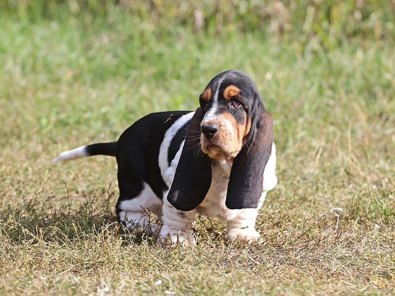 Young tricolor Basset Hound puppy standing on grass outdoors with long ears and droopy eyes.
