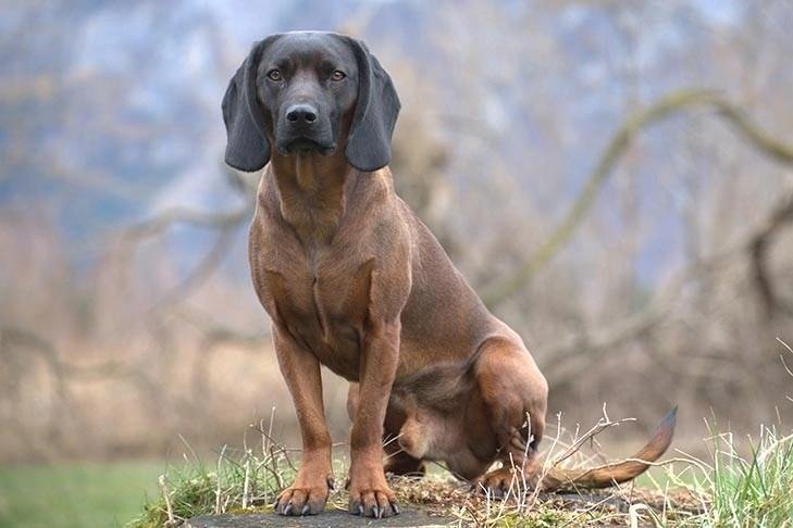 Bavarian Mountain Scent Hound sitting outdoors on a grassy rock with a blurred natural background.