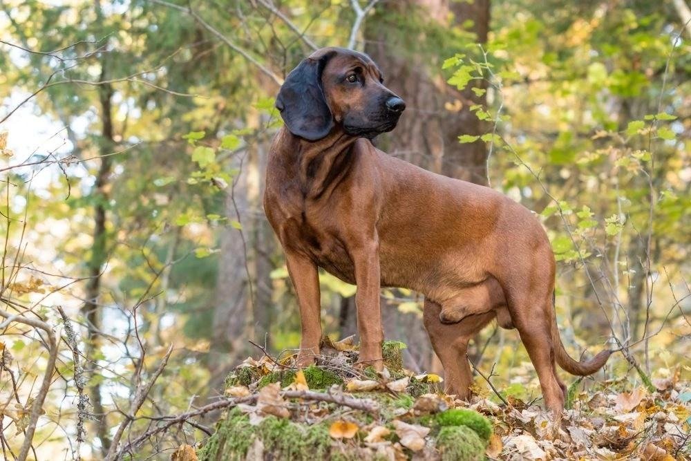 Bavarian Mountain Hound standing alert on a mossy tree stump in a forest during autumn.