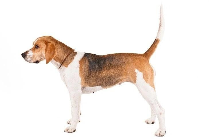 Side profile of a Harrier dog with a tri-color coat standing against a white background.