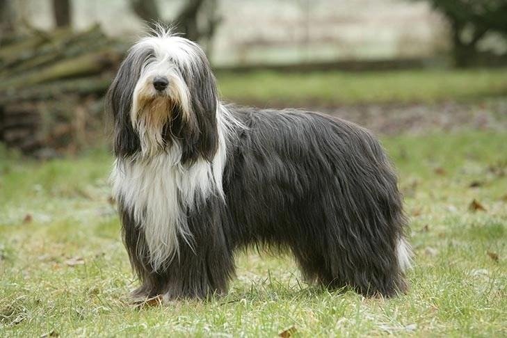 Bearded Collie standing on grass with long, shaggy black and white fur and a gentle expression outdoors.