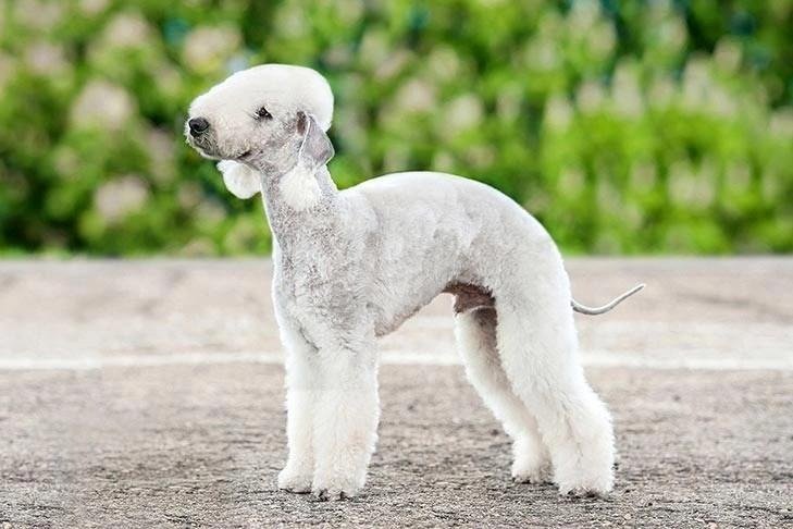 White Bedlington Terrier dog standing outdoors with a distinctive curly coat and slender build.