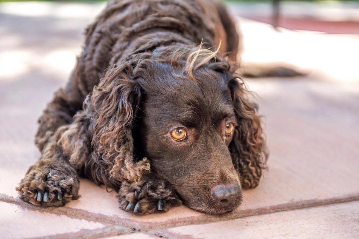 Close-up of a brown American Water Spaniel puppy lying on a paved surface with a thoughtful expression.