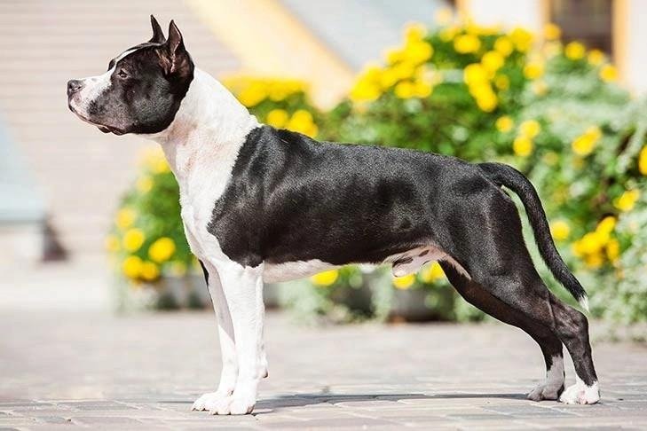 Black and white American Staffordshire Terrier standing in profile on a paved surface with yellow flowers in the background.