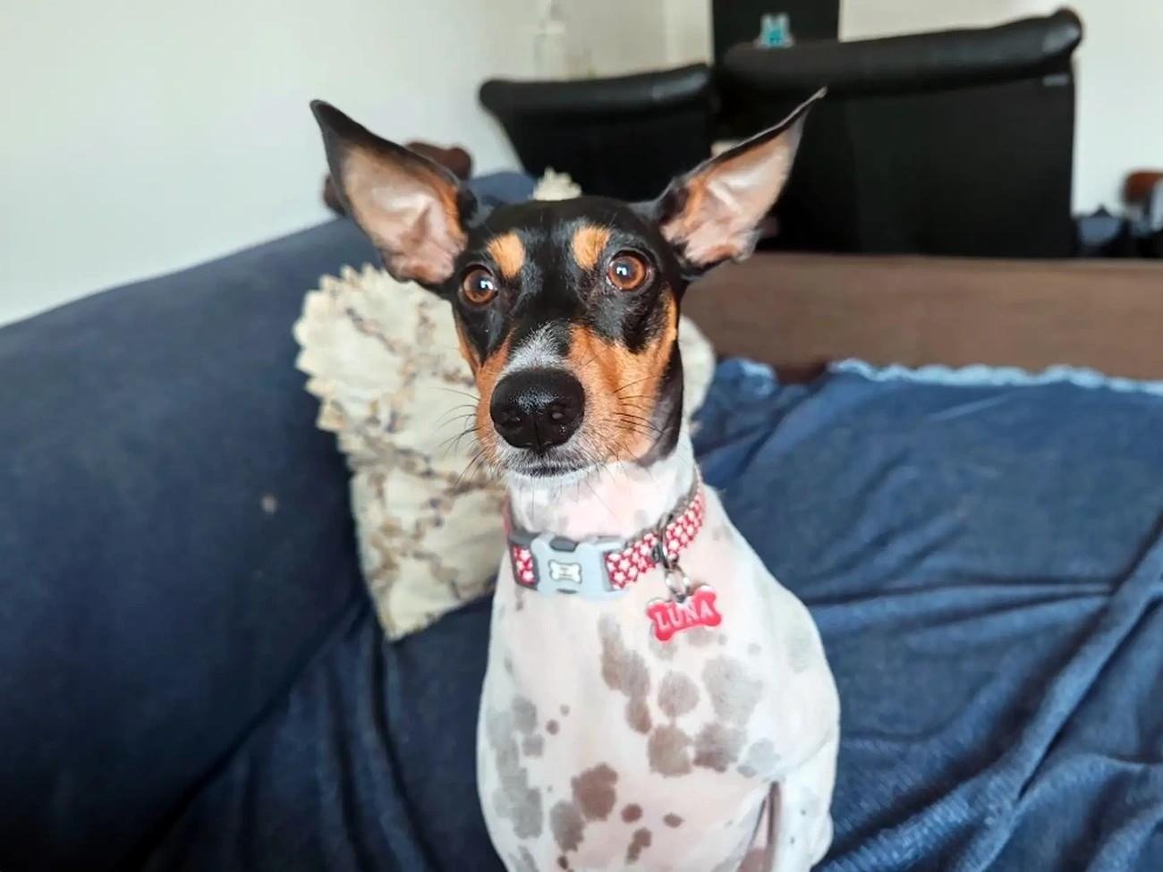 Ratonero Bodeguero Andaluz dog with large ears sitting on a blue couch wearing a red collar with a 'Luna' tag.