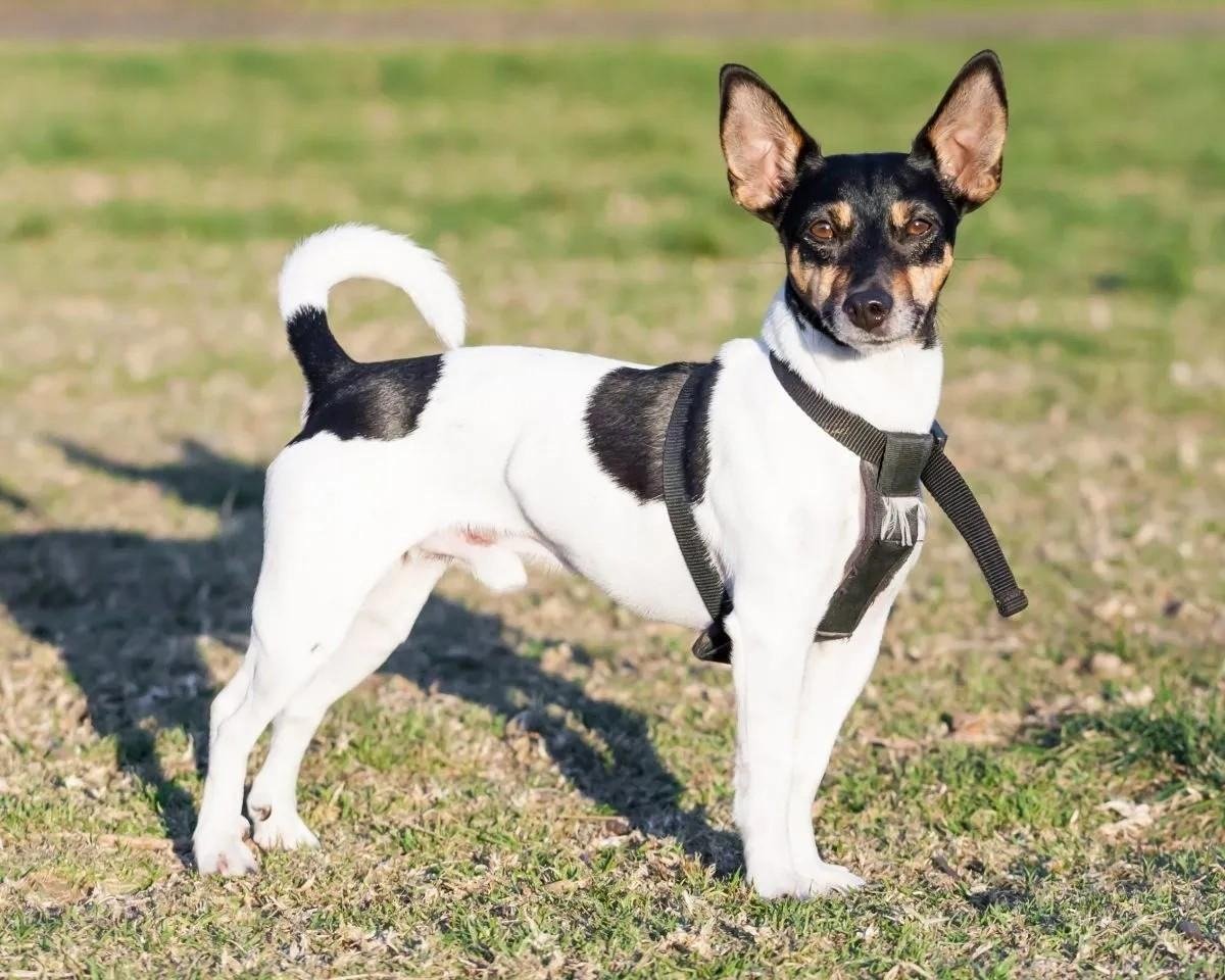 Rat Terrier dog standing on grass wearing a black harness, showing its black and white coat and alert ears.