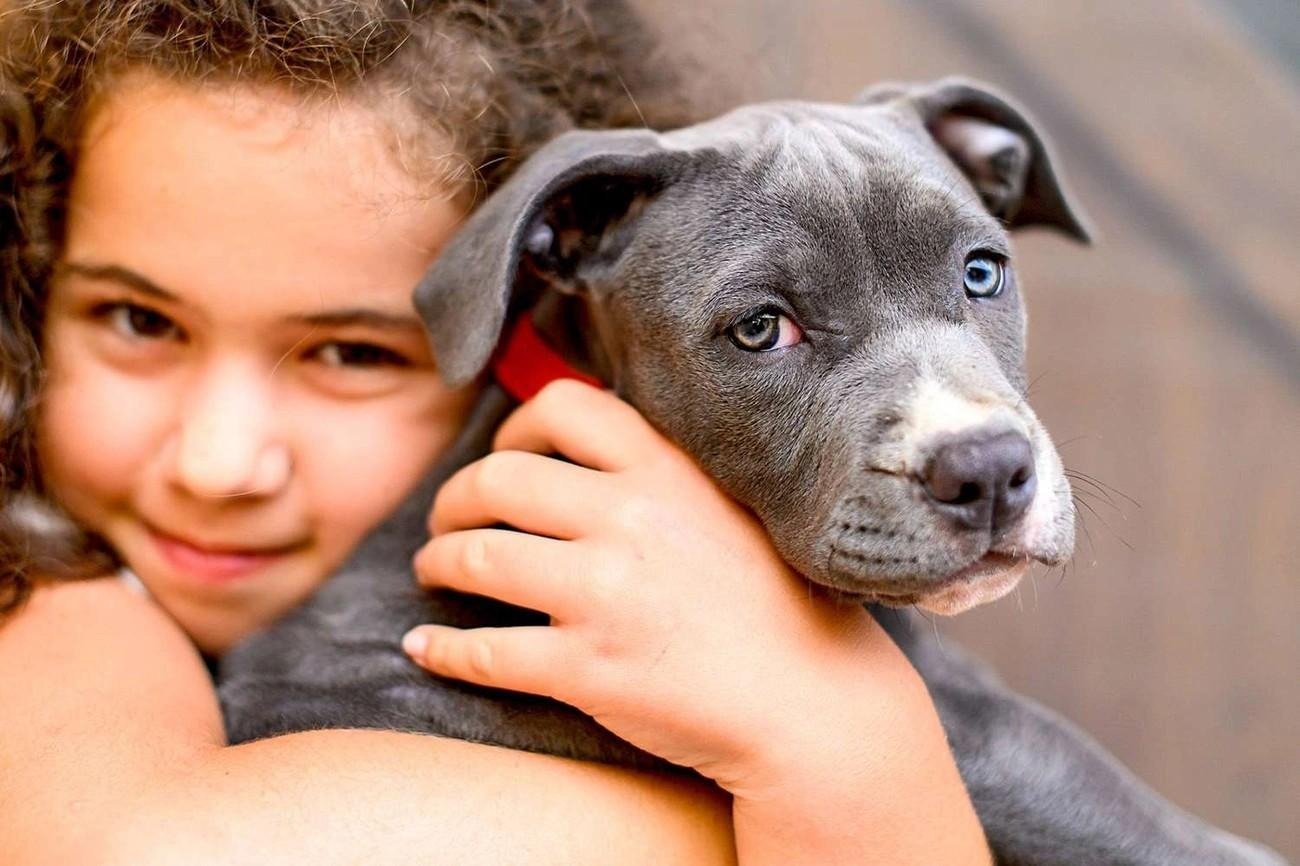 Close-up of an American Staffordshire Terrier puppy being gently held by a person indoors.