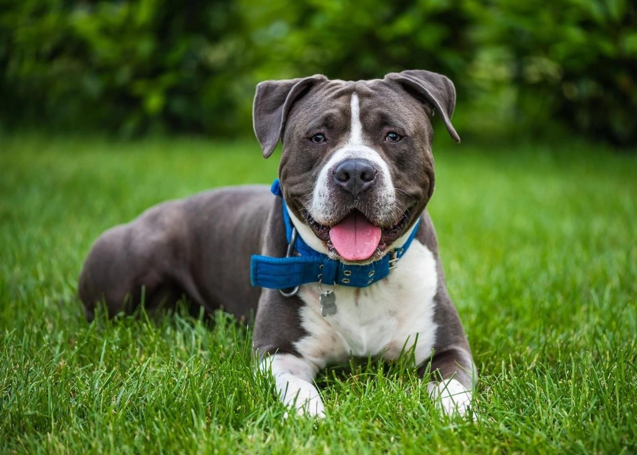 American Staffordshire Terrier lying on grass with a blue collar, looking happy and alert outdoors.