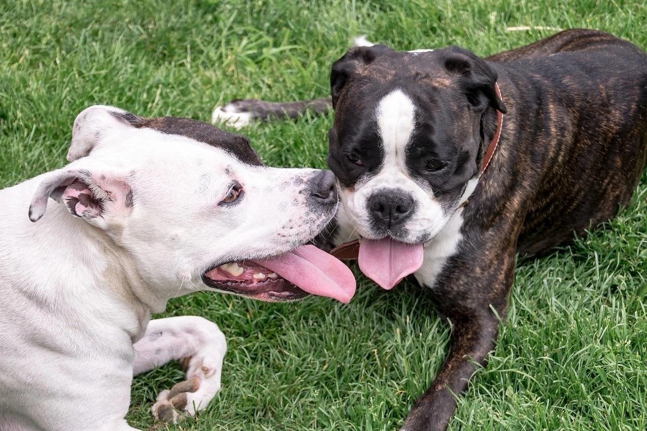 Two American Staffordshire Terriers lying on grass with tongues out, one white and one brindle with white markings.