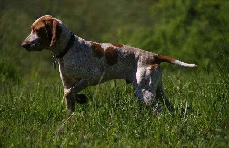 Ariege Pointer dog standing alert in a grassy field with a brown and white spotted coat.