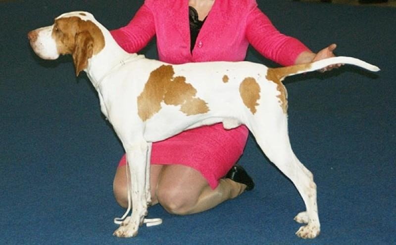 Ariege Pointer dog with white and brown patches standing beside a person in a pink outfit on a blue floor.