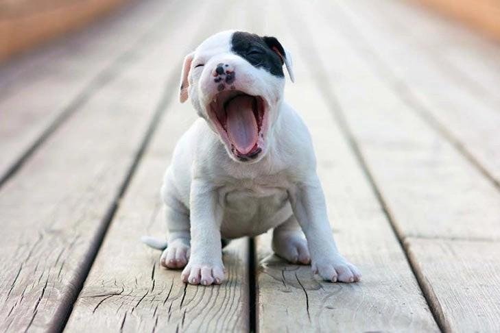 Yawning American Staffordshire Terrier puppy sitting on wooden floor with a black patch over one eye