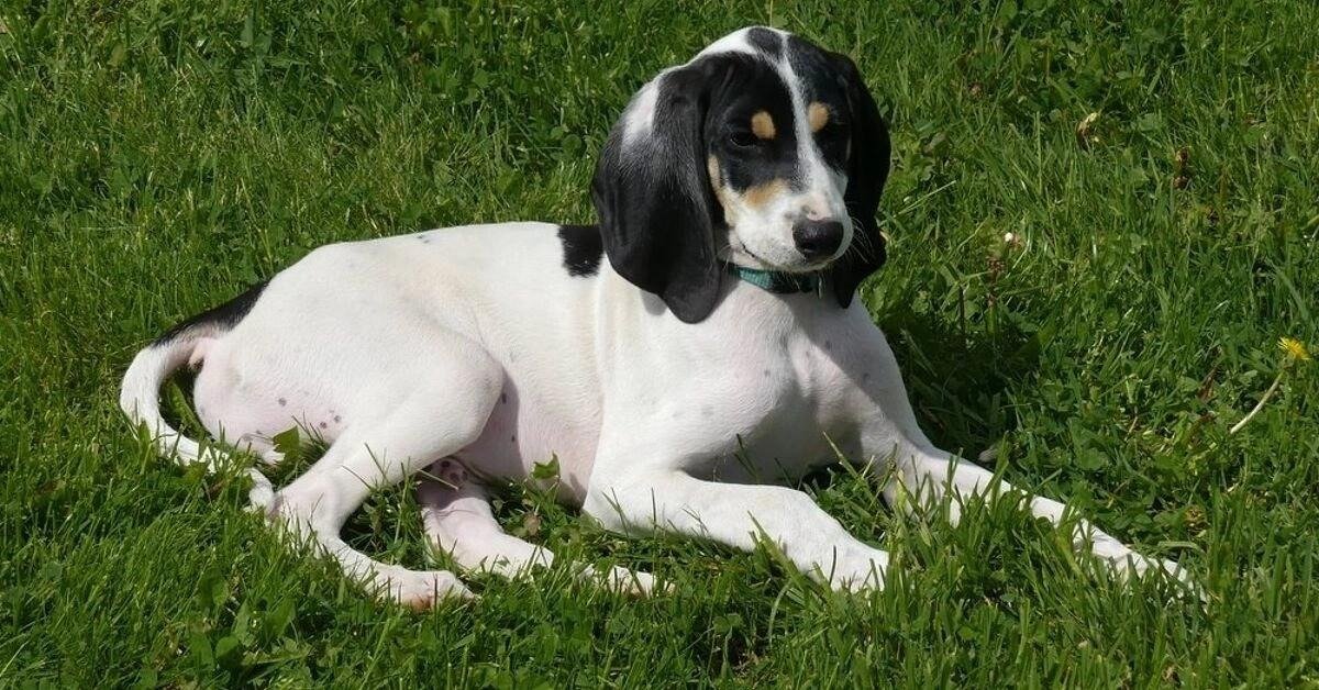 Ariegeois dog with black and white coat lying on green grass in a sunny outdoor setting.