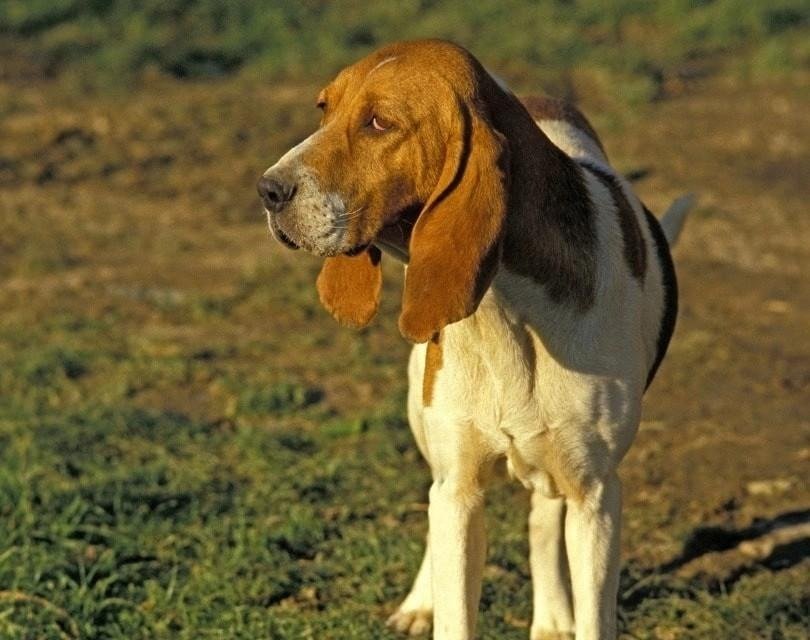 Artois Hound with a white and brown coat standing outdoors on grass and dirt, looking to the side.