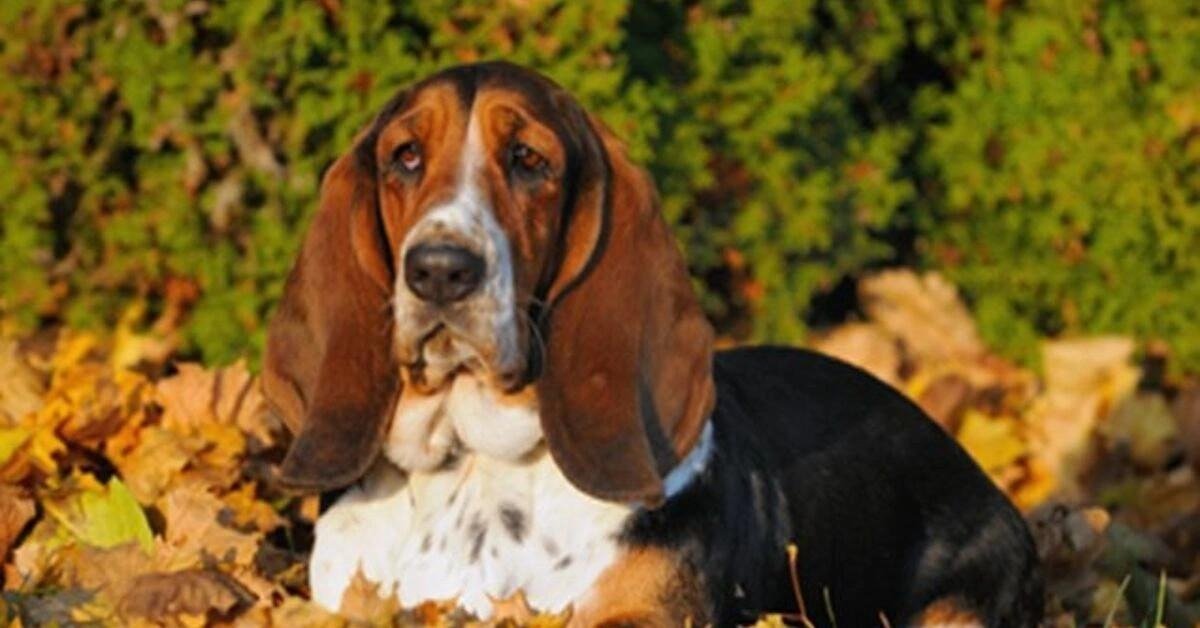 Artois Hound dog lying on autumn leaves with a green bush background, showcasing its tricolor coat.