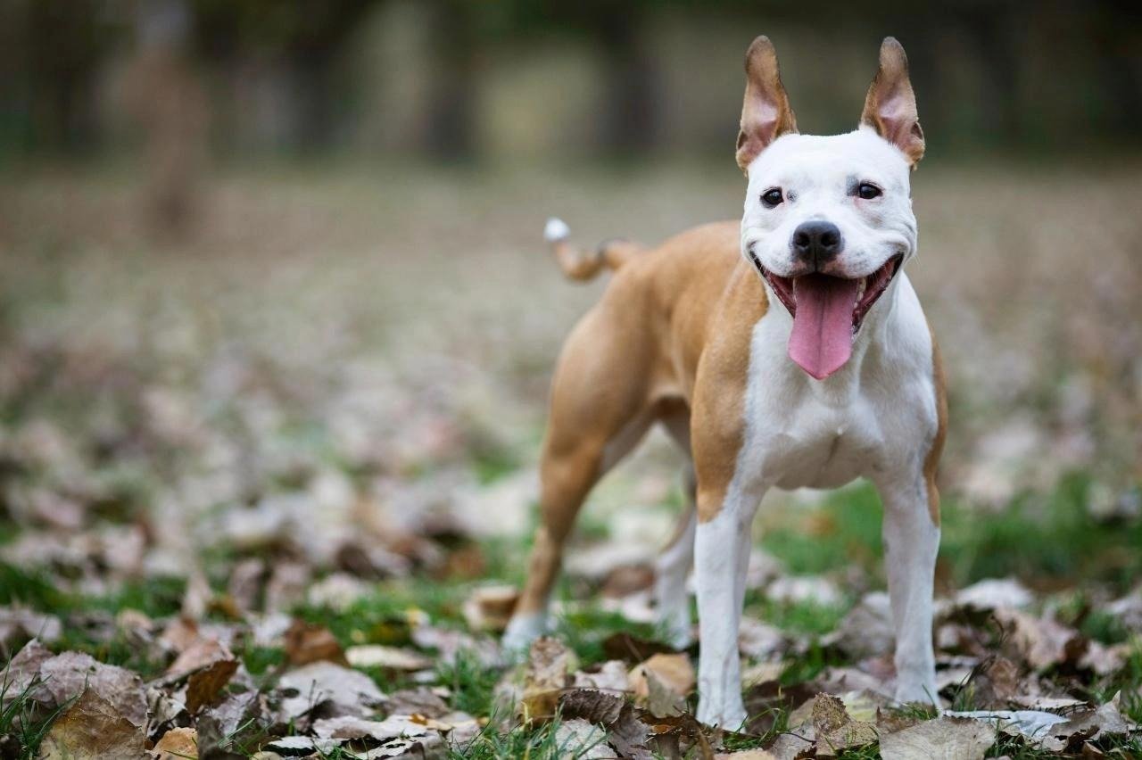 Happy American Staffordshire dog standing on fallen leaves in a blurred outdoor setting with tongue out.