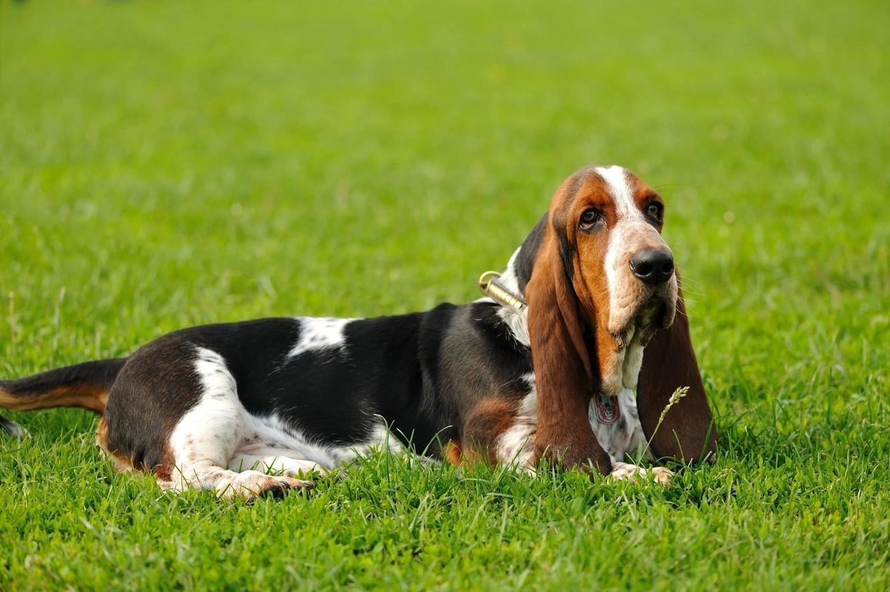 Basset Hound lying on green grass, showcasing its short legs, long ears, and tricolor coat.