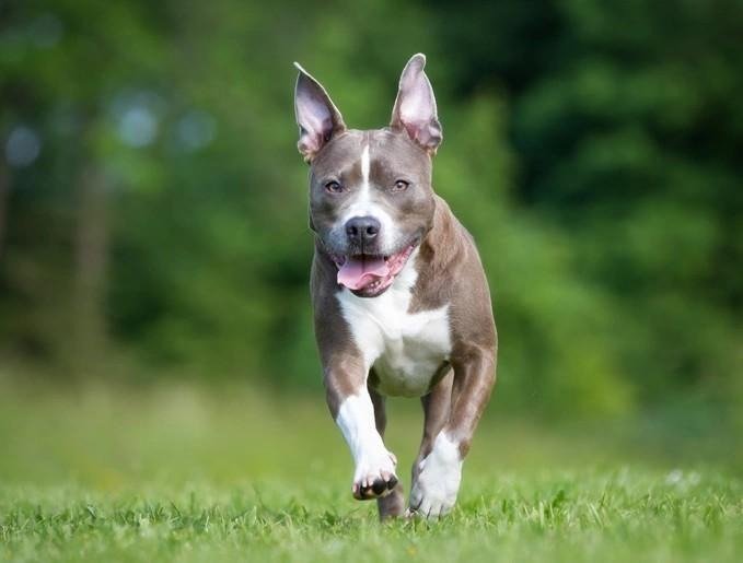 American Staffordshire Terrier running on grass with a blurred green forest background.