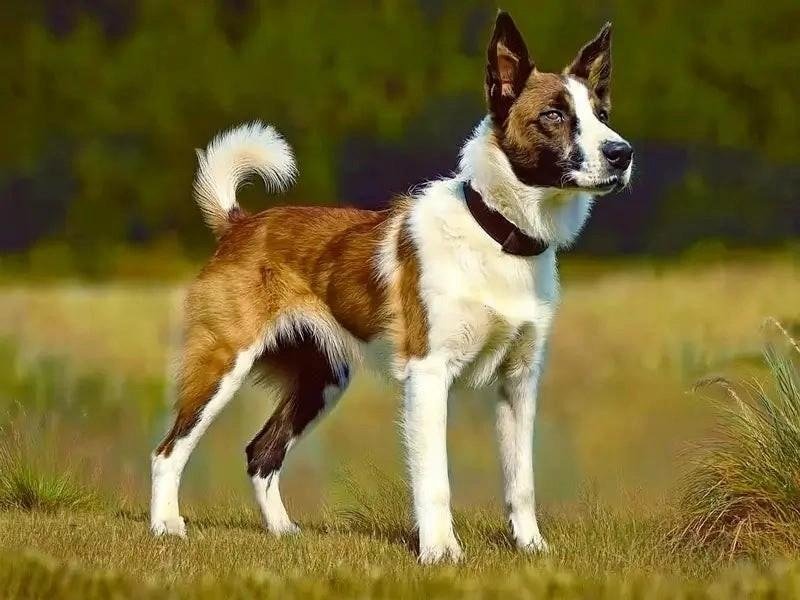 A brown and white Aidi dog standing alert in a grassy field, showcasing its intelligent and loyal nature.