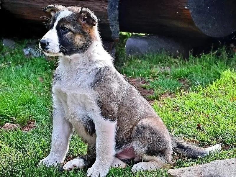 A young Aidi dog puppy sitting attentively on grass with a wooden log in the background.