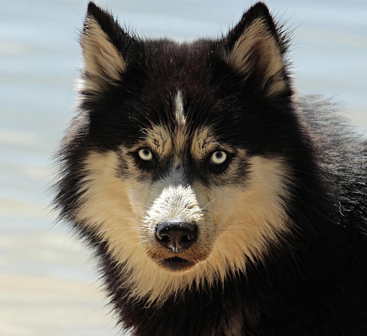 Close-up portrait of a black and white Siberian Husky with piercing blue eyes and wet fur by the water.