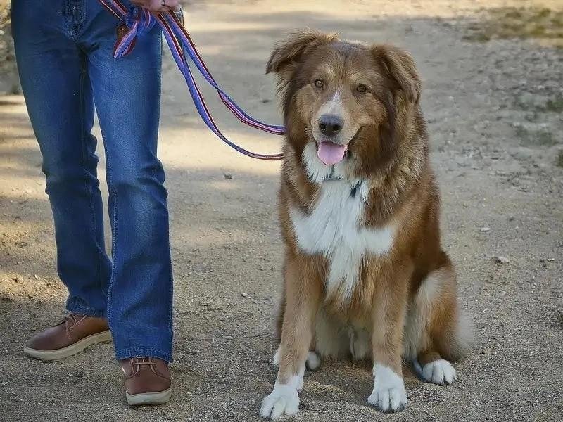 A brown and white Aidi dog sitting on a dirt path next to a person wearing jeans and brown shoes holding its leash.