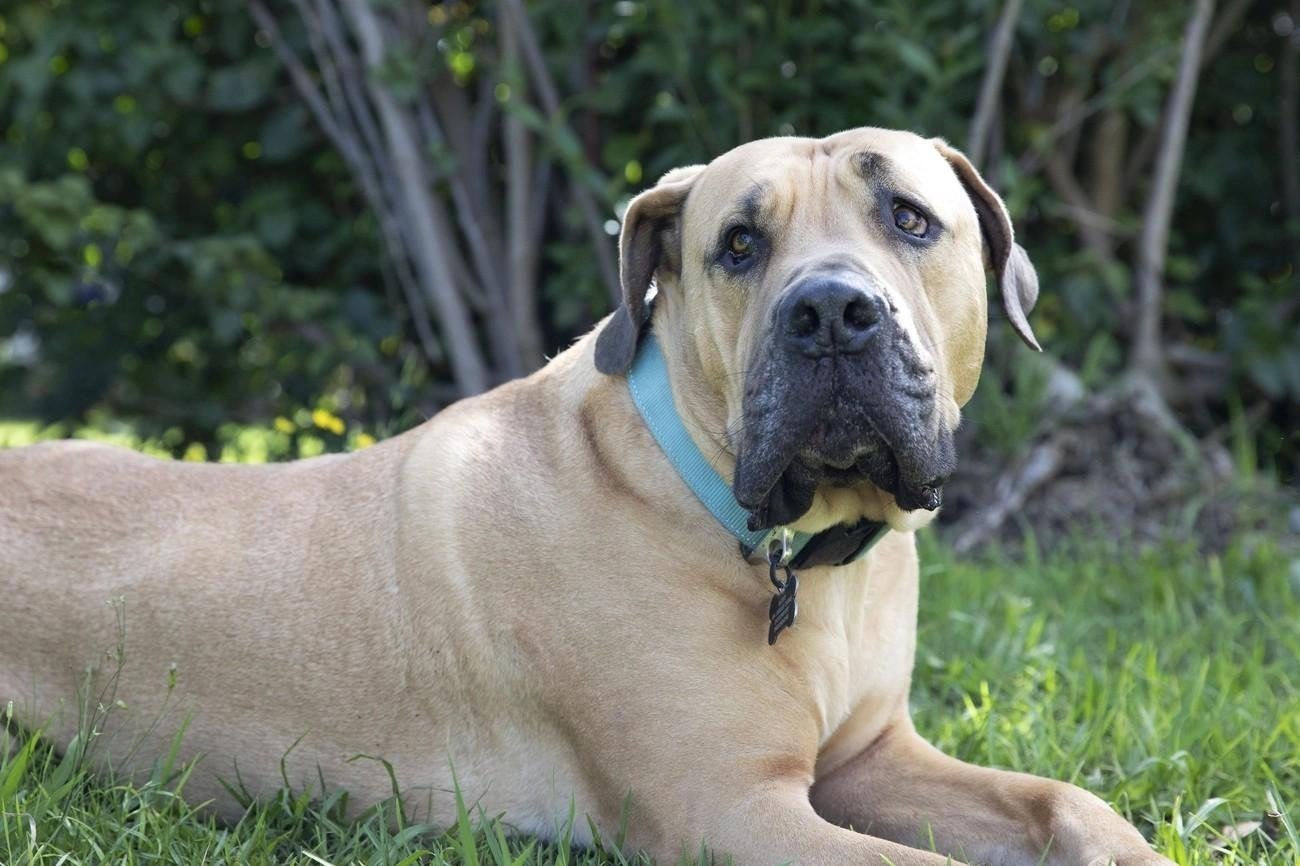 Large fawn-colored African dog breed with a black muzzle lying on grass in a garden setting.