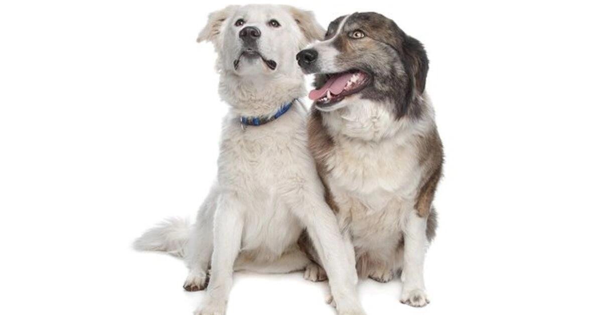 Two Aidi dogs sitting side by side, one with a brown and white coat and the other with a white coat and blue collar.